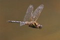 Hydrobasileus brevistylus male-1569